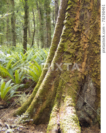 New Zealand Kepler Track 78298461
