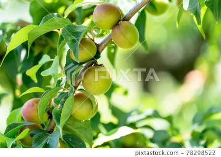 Fuefuki City Fruit Park Anzu no Mi 78298522