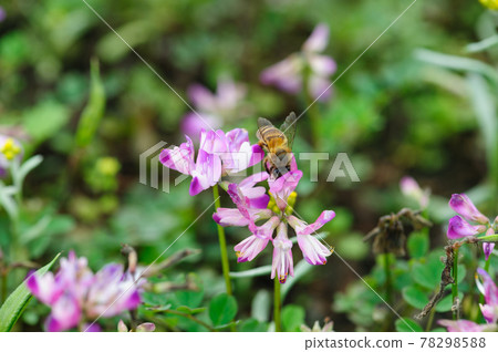 Bee collecting the pollen of  astragalus sinicus flowers Bee collecting the pollen of  astragalus sinicus flowers 78298588