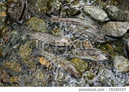 Release the caught char and yamame trout into the mountain stream for a cool evening Release the caught char and yamame trout into the mountain stream for a cool evening 78298597