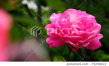 Gentle pink rose Gentle pink rose 78298622