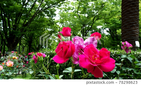 開花在公園的紅色玫瑰 開花在公園的紅色玫瑰 78298623