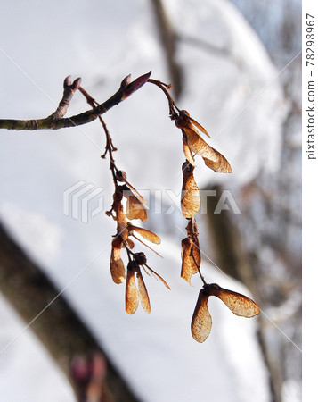 Winter in a snowy country Fruits with wings (Acer rufinerve samara) Winter in a snowy country Fruits with wings (Acer rufinerve samara) 78298967