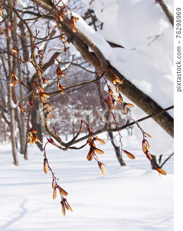 雪國的冬天 帶翅膀的水果 (Acer rufinerve samara) 雪國的冬天 帶翅膀的水果 (Acer rufinerve samara) 78298969