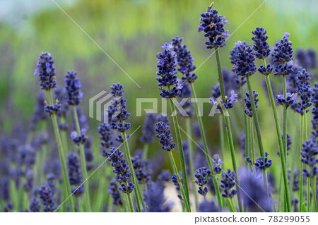 Lavender with a relaxing effect 78299055