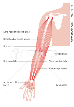 Muscular system arms 78299193