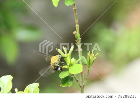 Pellucid hawk moth spawning on gardenia Pellucid hawk moth spawning on gardenia 78299213