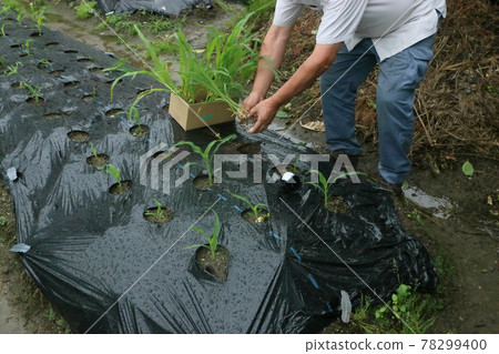 Supplementary planting of corn seedlings Supplementary planting of corn seedlings 78299400