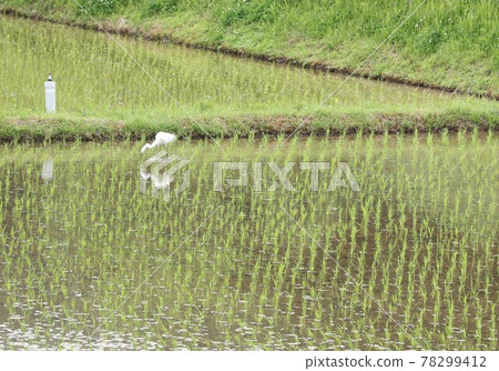 Paddy field Paddy field 78299412
