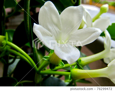Plant, Madagascar jasmine flower 78299472