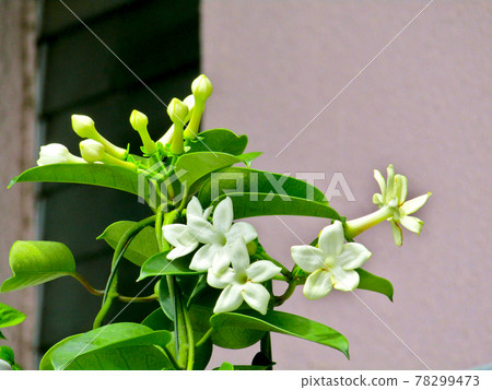 植物，馬達加斯加茉莉花 78299473