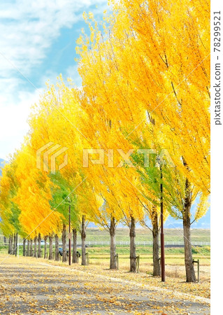 Autumn leaves of poplar trees Autumn leaves of poplar trees 78299521