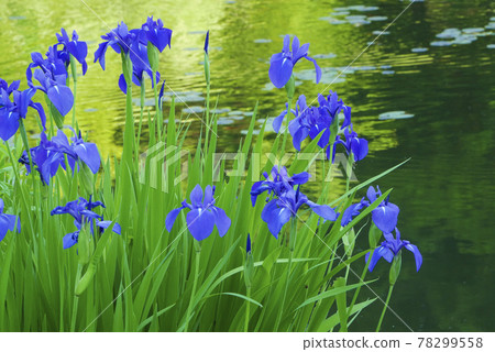 風景、植物、照片、初夏傳統、水邊的鳶尾花、初夏的顏色、綠色和藍色、涼爽的鳶尾花和水邊 風景、植物、照片、初夏傳統、水邊的鳶尾花、初夏的顏色、綠色和藍色、涼爽的鳶尾花和水邊 78299558