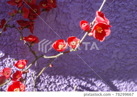 Bright red plum blossoms Bright red plum blossoms 78299667