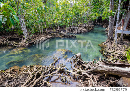 Tropical tree roots or Tha pom mangrove in swamp forest and flow water, Thailand. Tropical tree roots or Tha pom mangrove in swamp forest and flow water, Thailand. 78299779