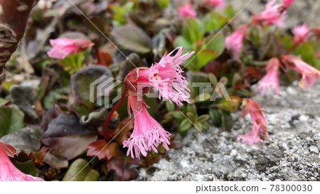 Forest landscape 78300030