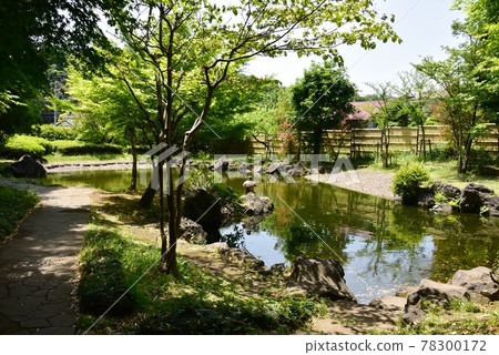 Ayase City Shiroyama Park (Hayakawa Castle Ruins) Japanese Garden and Fresh Green 78300172