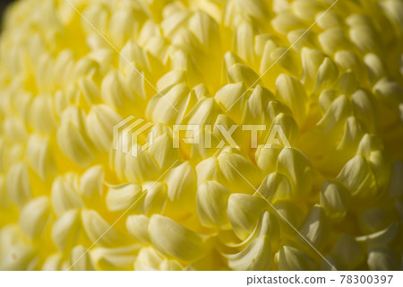 黃色的菊花盛開。 78300397