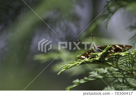 深紫色 深紫色 78300417