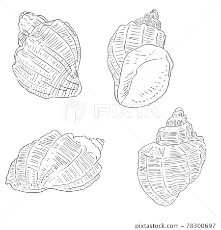用鉛筆繪製的 Cancellaria 插圖集 用鉛筆繪製的 Cancellaria 插圖集 78300697