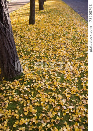 The yellow colored leaves of the ginkgo are falling on the ground. 78300768