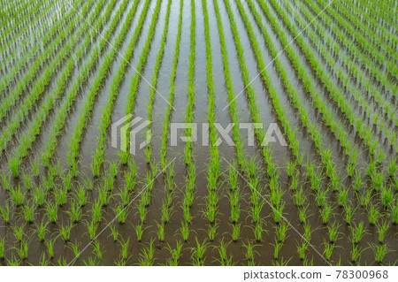 A rural landscape of rice paddies after planting. A rural landscape of rice paddies after planting. 78300968