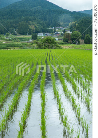Rice paddy fields and local landscape after rice planting Rice paddy fields and local landscape after rice planting 78300970