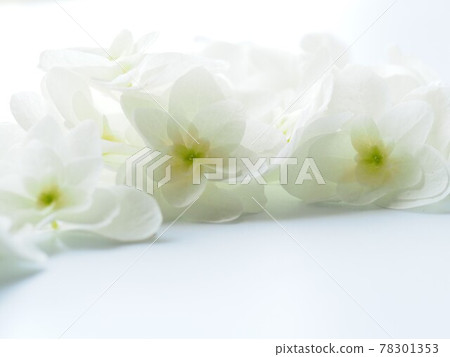 White hydrangea close-up of oakleaf hydrangea 78301353