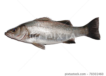 Blackfin seabass on the outer road caught by Medina fishing 78301460