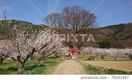 Anzu no Sato, 稻荷 Anzu no Sato, 稻荷 78301467