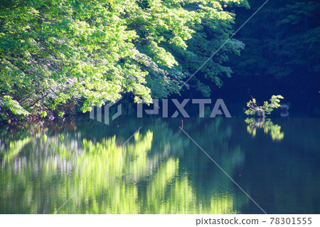 初夏的曲澤沼(裡磐梯、北鹽原村) 初夏的曲澤沼(裡磐梯、北鹽原村) 78301555