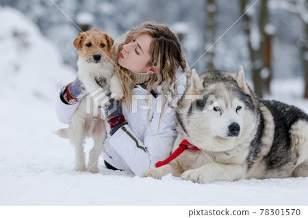 A girl rides a sleigh pulled by a Siberian husky. Husky sled dogs are harnessed for sport sledding on skis as fun for Christmas. A girl rides a sleigh pulled by a Siberian husky. Husky sled dogs are harnessed for sport sledding on skis as fun for Christmas. 78301570