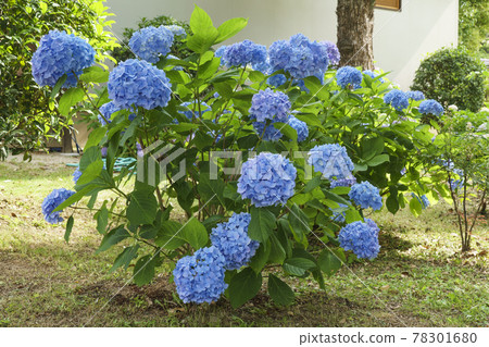 四天王寺樂園淨土繡球花 78301680
