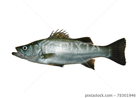 被浮深釣魚釣到的平木 被浮深釣魚釣到的平木 78301946