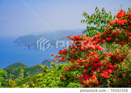 (Shizuoka Prefecture) Mt. Takadori, where mountain azaleas bloom, the coastline of Matsuzaki seen from the north observatory (Shizuoka Prefecture) Mt. Takadori, where mountain azaleas bloom, the coastline of Matsuzaki seen from the north observatory 78302308