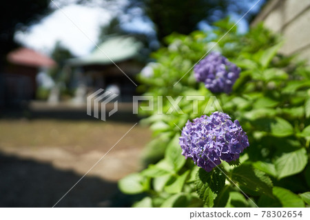 神社內盛開的繡球花 78302654
