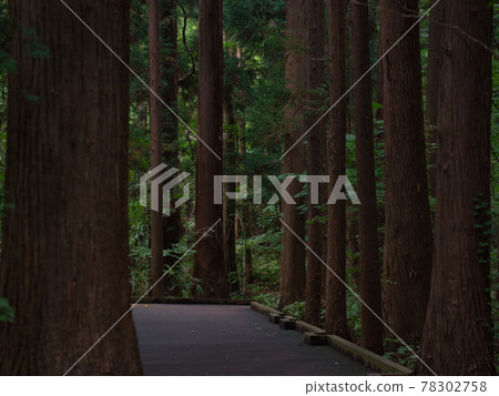 Maruyama primeval forest 78302758