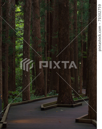 Maruyama primeval forest Maruyama primeval forest 78302759