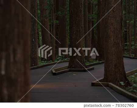 Maruyama primeval forest 78302760