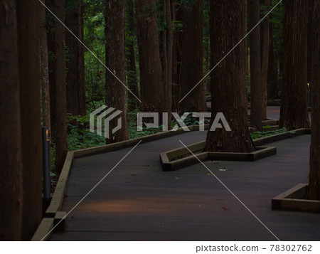 Maruyama primeval forest Maruyama primeval forest 78302762