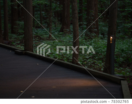 Maruyama primeval forest 78302765