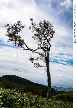 屹立在富士山山頂的一棵為了抵御風雪而改變形狀的樹。 78302775