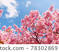 是藍天和河津櫻花閃耀的春天 78302869