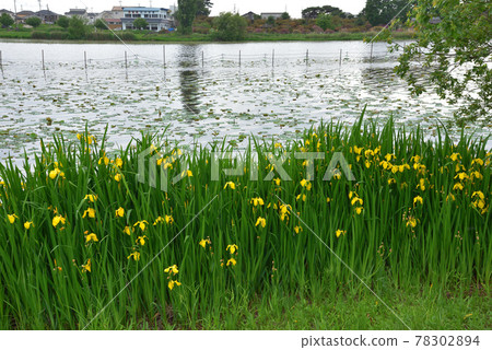 Yellow iris that thrives on the waterside, on the shores of Lake Jonuma, Tatebayashi 78302894