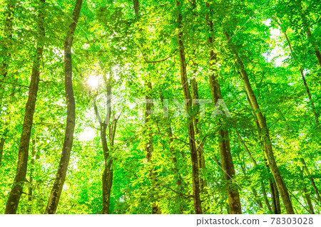 新鮮的綠色和生態形象 78303028