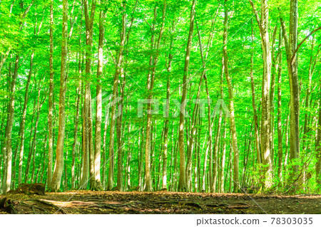 Fresh green and eco image Fresh green and eco image 78303035