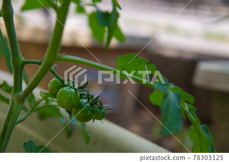 Home grown-mini tomato seedlings 78303125