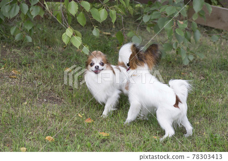 Continental toy spaniel puppy and chihuahua puppy. 78303413