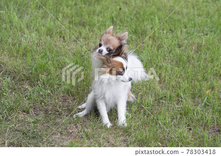 Continental toy spaniel, chihuahua are making love Continental toy spaniel, chihuahua are making love 78303418