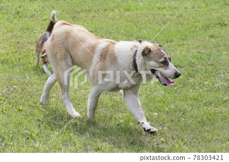 Alabai puppy is walking on a green grass in park. 78303421